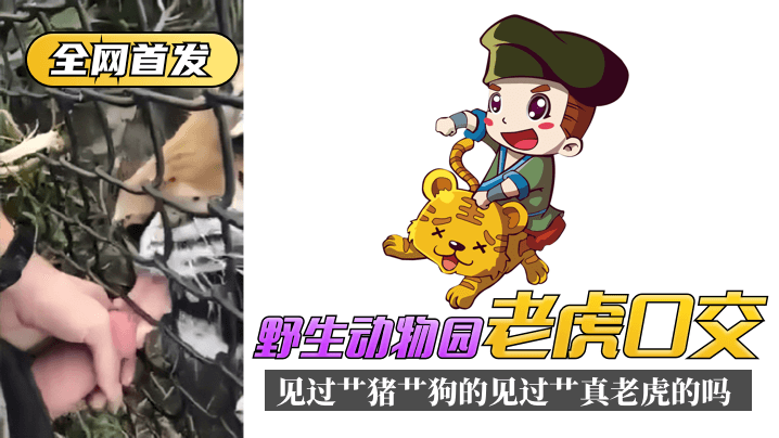 【全网首发】野生动物园&ldquo;老虎口交&rdquo;见过艹猪艹狗的，见过艹真老虎的吗？